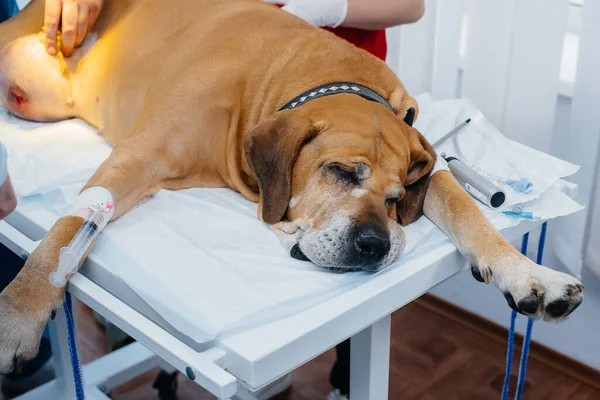 Grande Cane Fase Preparazione Intervento Chirurgico Una Clinica Veterinaria Anestesia — Foto Stock