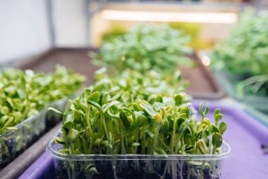 Serada sulu ve taze mikro yeşillik filizleri. Tohum yetiştirmek. Sağlıklı beslenme
