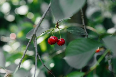 Olgun kırmızı bir kiraz, güneşli bir yaz gününde ağaçta yetişir..