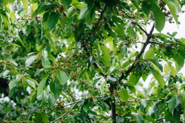 Bahçedeki bir ağaca yakın duran büyük yeşil kiraz kümeleri. Lezzetli kiraz hasadı.