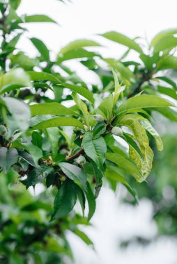 Yeşil şeftaliler bir ağaca yakın.