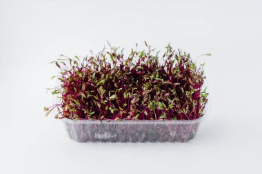 Topraklı bir tencerede beyaz bir arka planda mikro-yeşil pancar filizleri. Sağlıklı yemek ve yaşam tarzı