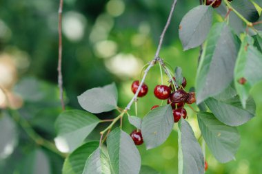Olgun kırmızı bir kiraz, güneşli bir yaz gününde ağaçta yetişir..