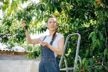 Merdiven üzerinde genç ve güzel bir kız bir yaz günü bahçede olgun kirazlar topluyor..