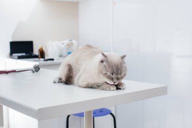 Modern bir veteriner kliniğinde, safkan bir kedi masada oturur. Veteriner Kliniği