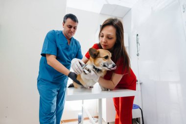 Modern bir veteriner kliniğinde safkan bir Corgi köpeği muayene edilir. Veteriner Kliniği