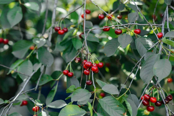 Einem Sonnigen Sommertag Wächst Eine Reife Rote Kirsche Aus Nächster — Stockfoto