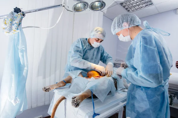 Uma Clínica Veterinária Moderna Uma Operação Realizada Para Salvar Vida — Fotografia de Stock