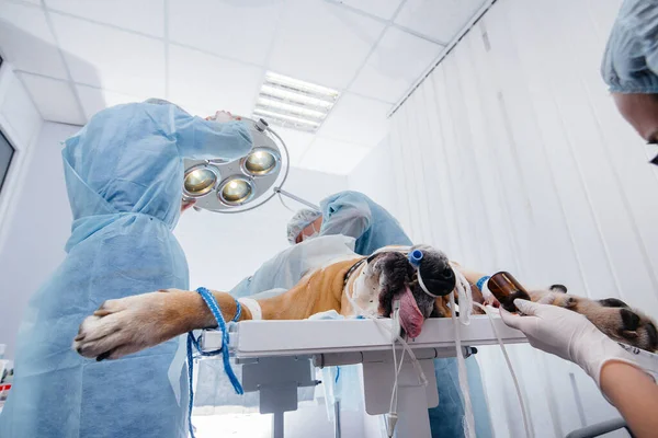 Uma Clínica Veterinária Moderna Uma Operação Realizada Para Salvar Vida — Fotografia de Stock