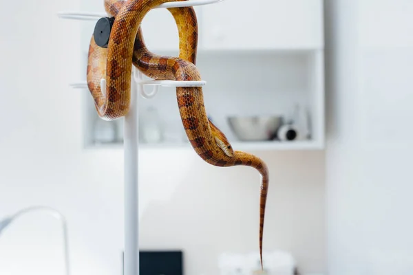 Uma Clínica Veterinária Moderna Uma Cobra Amarela Examinada Clínica Veterinária — Fotografia de Stock