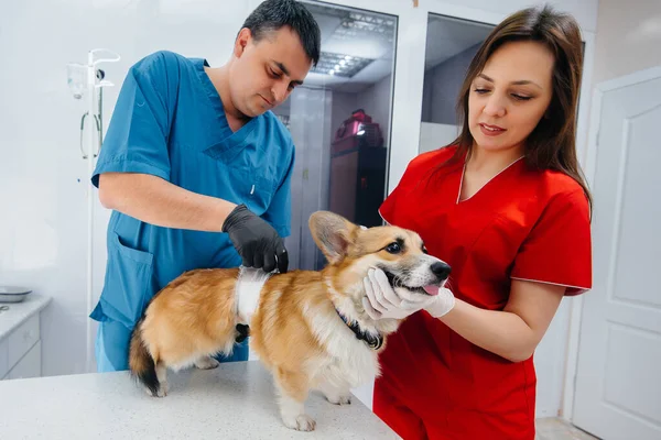 現代の獣医クリニックでは サラブレッドのコーギー犬が検査されています 獣医診療所 — ストック写真