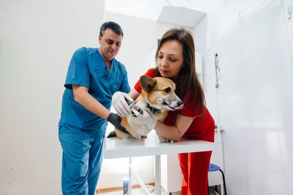 Uma Clínica Veterinária Moderna Cão Corgi Puro Sangue Examinado Clínica — Fotografia de Stock