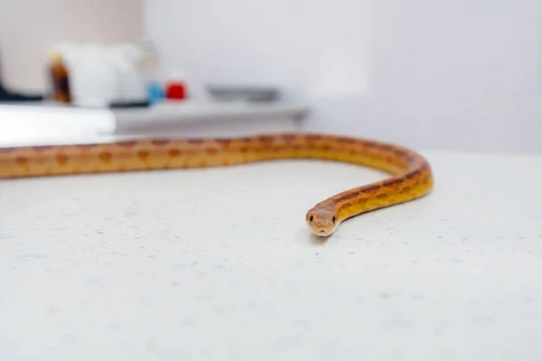 Uma Clínica Veterinária Moderna Uma Cobra Amarela Examinada Clínica Veterinária — Fotografia de Stock