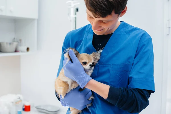Een Moderne Dierenkliniek Wordt Een Volbloed Chihuahua Onderzocht Behandeld Tafel — Stockfoto