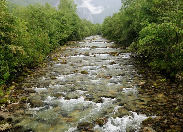 晴れた夏の日にEidfordノルウェーの近くの海岸にコブルスとアンプル植物を持つ島川の澄んだ低い水 ロイヤリティフリーのストック写真