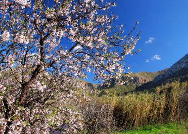 Güneşli bir kış gününde Balear Adası 'ndaki Mallorca' nın önünde beyaz ve pembe çiçeklerle açan badem ağacı açık mavi gökyüzü