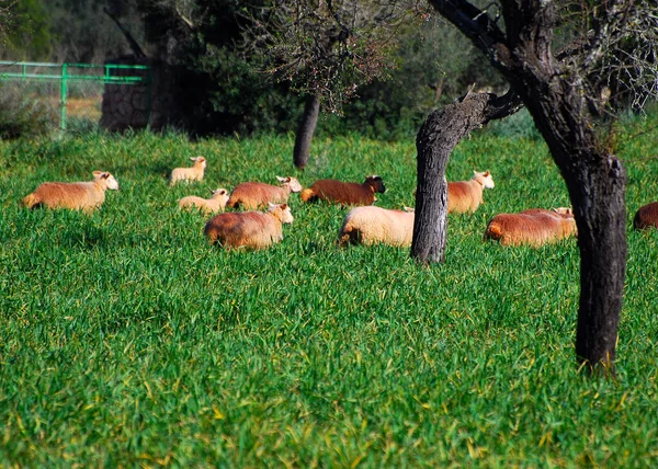 Güneşli bir kış gününde Mallorca adasında Sineu ve İnka arasındaki çayırda otlayan sevimli tüylü koyunlar.