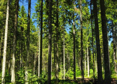 Giant Fir Trees In The Black Forest Germany During A Sunny Day clipart