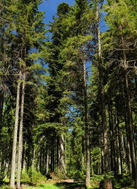 Grossvatertanne adındaki en yüksek firavun ağacı güneşli bir günde Almanya 'nın kara ormanında diğer dev firavun ağaçlarıyla çevrili.