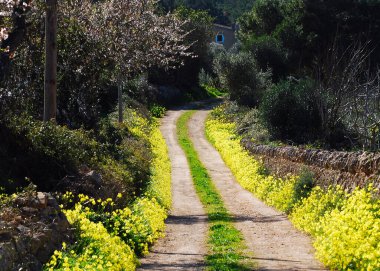 Güneşli bir günde Balearic Adası Mallorca 'da toprak bir yolun kenarında geniş ağaçlar, çalılar ve sarı kır çiçekleri.