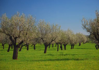 Güneşli bir günde Balear Adası Mallorca 'daki tarımsal bir arazide açan eğri büğrü badem ağaçları.
