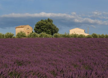 Valensole Fransa 'da güneşli bir günde canlı Violet Çiçek açan lavanta tarlalarında iki kulübe