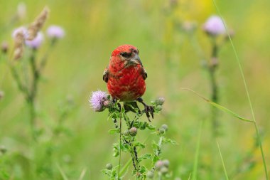 Güneşli bir yaz gününde Almanya 'nın Helgoland Adası' ndaki bir çayırda iki çubuklu bir yaya geçidi tasarısı dinleniyor.