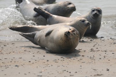 Sea Lions On The Beach Of Helgoland Island Germany On An Overcast Summer Day clipart