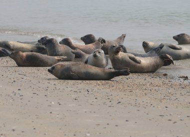 Herd Of Sea Lions On The Beach Of Helgoland Island Germany On An Overcast Summer Day clipart
