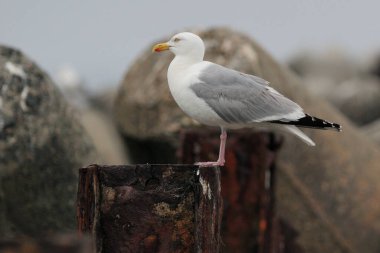 Sea Gull Resting On A Pole On The Beach Of Helgoland Island Germany On An Overcast Summer Day clipart