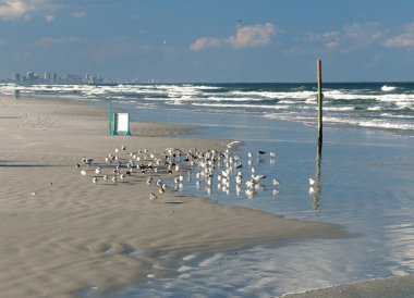 Ponce körfezindeki deniz kuşları Daytona Sahili 'nin silueti Forida' nın arka planında güneşli bir sonbahar gününde