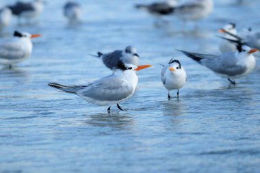 Ponce körfezi Florida sahilinde güneşli bir sonbahar gününde sığ sularda tüylü bir kraliyet ternisi kuşu.