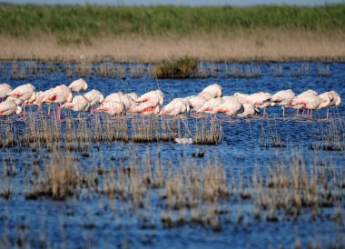 Güneşli bir yaz gününde Fransa 'da, Kamp' ta Gölde Uyuyan Flamingolar