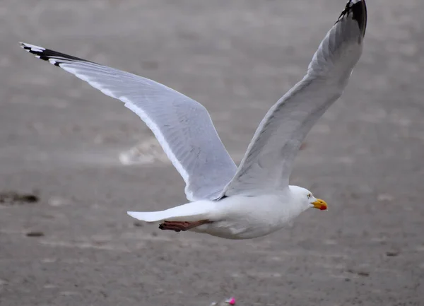 Close Flying Silver Gull North Sea Coast Borkum East Frisia — Fotografia de Stock