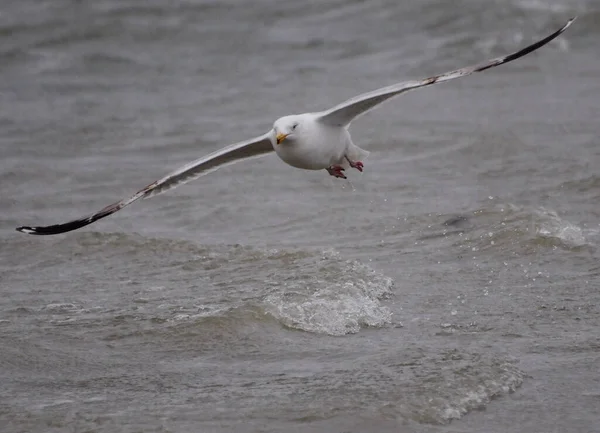 Close Flying Silver Gull North Sea Coast Borkum East Frisia — Fotografia de Stock
