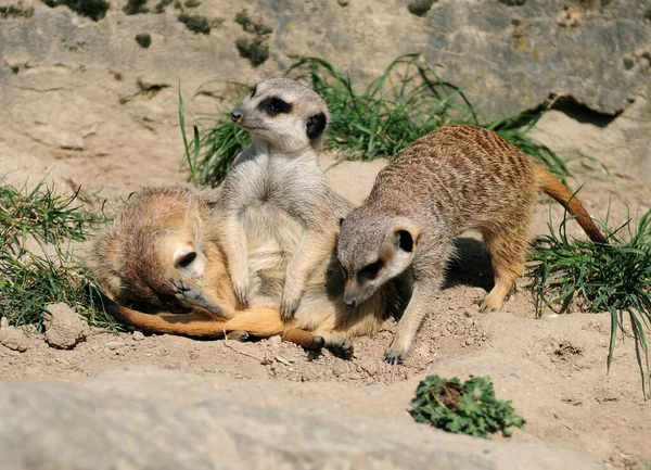 Mongoose Familj Hessen Tyskland Solig Sommardag — Stockfoto