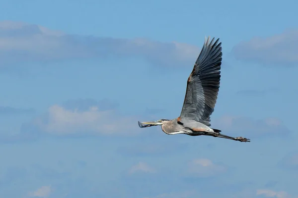 Voando Garça Tricolor Frente Céu Azul Merritt Island Florida Dia — Fotografia de Stock