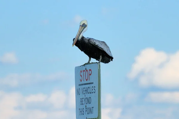 Pelicano Sentado Sinal Aviso Entrada Ponce Florida Dia Outono Ensolarado — Fotografia de Stock