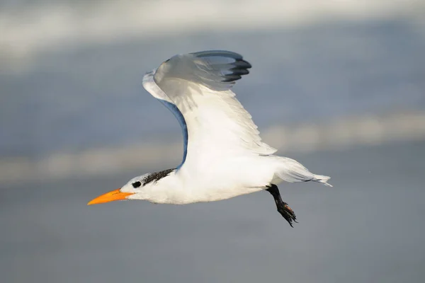 Flyger Svart Skimmer Framför Det Blå Havet Stranden Ponce Inlet — Stockfoto