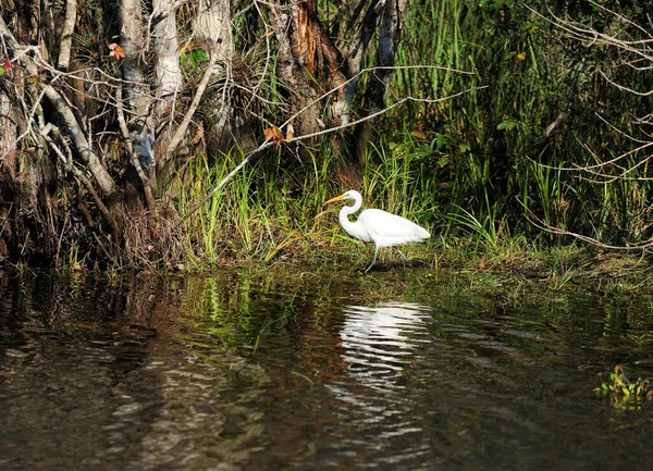 Grande Egret Branco Nos Pântanos Parque Nacional Everglades Florida Dia — Fotografia de Stock