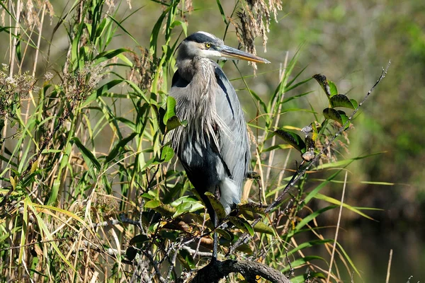 Great Blue Heron Sentado Ramo Nos Pântanos Everglades National Park — Fotografia de Stock