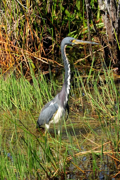 Tricolred Heron Vadar Genom Träskens Vatten Everglades Nationalpark Florida Solig — Stockfoto