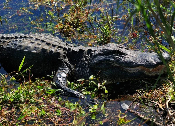 Крупный План Американского Аллигатора Отдыхающего Болотах Национального Парка Эверглейдс Флориде — стоковое фото