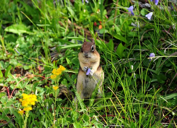 Upright Standing American Squirrel Meadow Willdflowers Sunny Summer Day — Stock Photo, Image