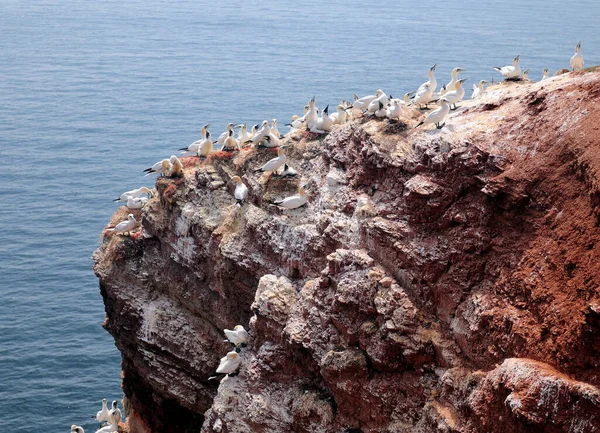 Gannets Norte Que Reproduzem Nas Falésias Lummen Helgoland Ilha Mar — Fotografia de Stock