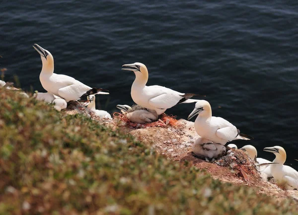 Gannets Norte Que Reproduzem Nas Falésias Lummen Helgoland Ilha Mar — Fotografia de Stock