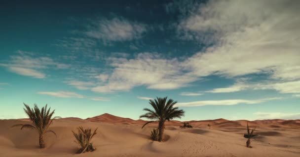 Grandes Dunas Deserto Saara Morocco — Vídeo de Stock