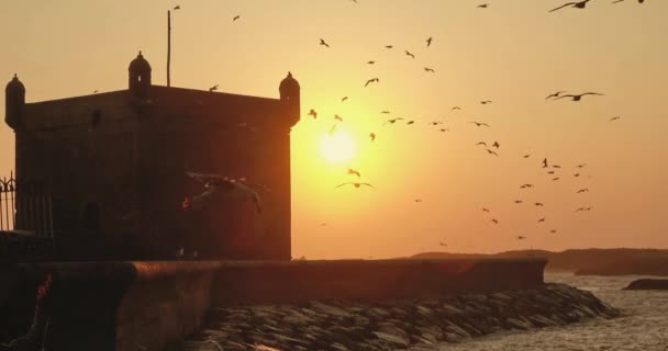 Essaouira Φρούριο Σιλουέτα Φόντο Ηλιοβασίλεμα Ουρανό Ιπτάμενους Γλάρους Στο Μαρόκο — Αρχείο Βίντεο