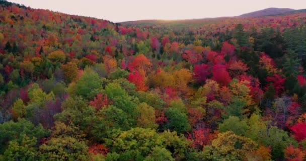 Video Aerial Warna Musim Gugur Hutan Pegunungan Laurentian Musim Gugur — Stok Video