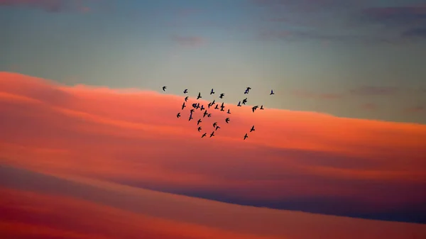 Cielo Serale Panoramico Con Nuvole Blu Bianche Arancioni — Foto Stock